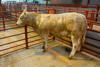 Champion Charolais_-4